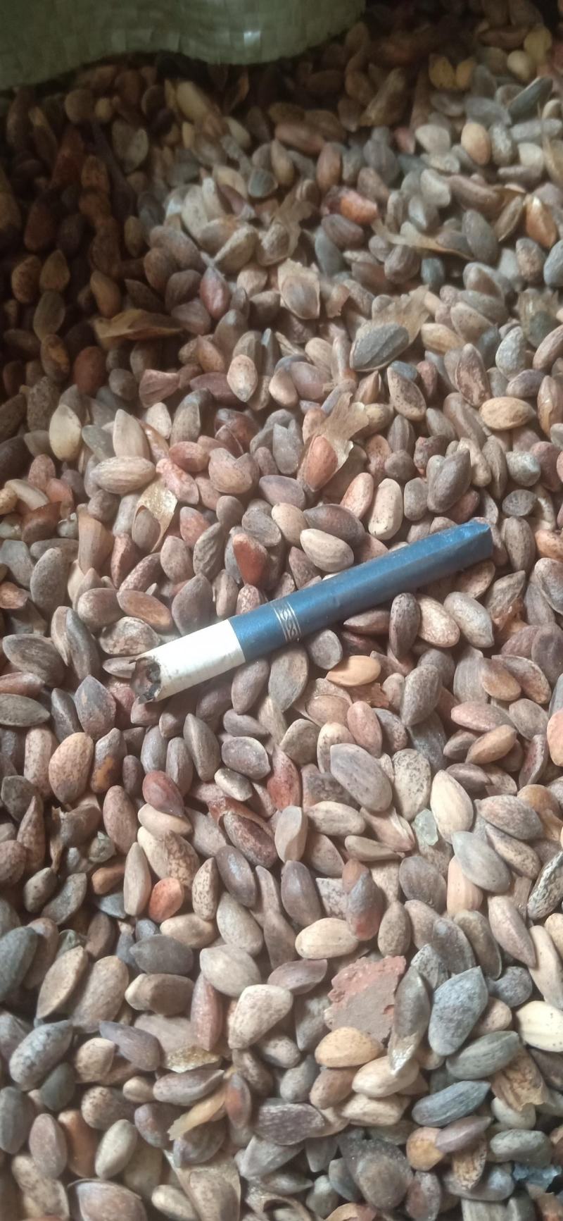 油松种子，可以做种子，可以加工食品