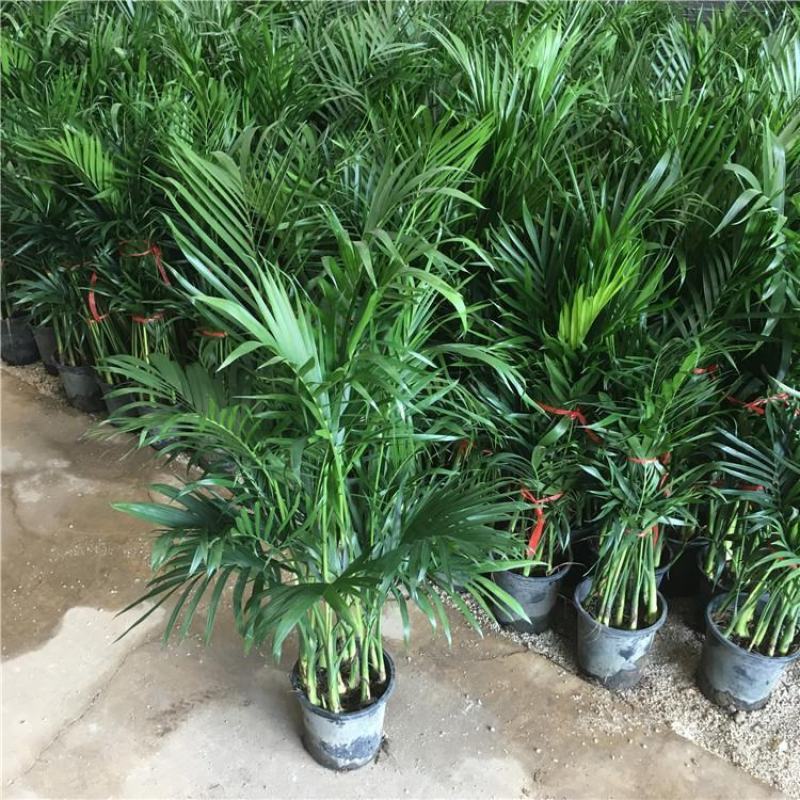 散尾葵凤尾竹盆栽室内客厅吸甲醛植物四季长青大型绿植花卉
