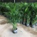 散尾葵凤尾竹盆栽室内客厅吸甲醛植物四季长青大型绿植花卉
