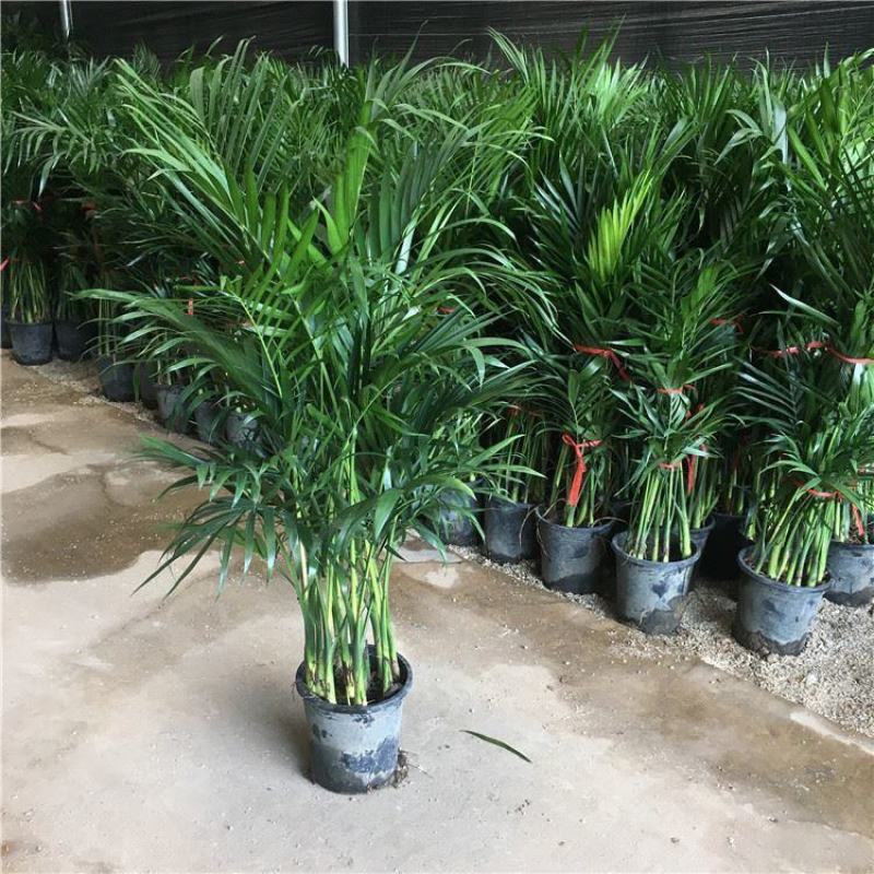 散尾葵凤尾竹盆栽室内客厅吸甲醛植物四季长青大型绿植花卉