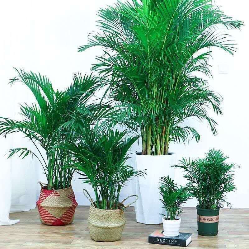 散尾葵凤尾竹盆栽室内客厅吸甲醛植物四季长青大型绿植花卉