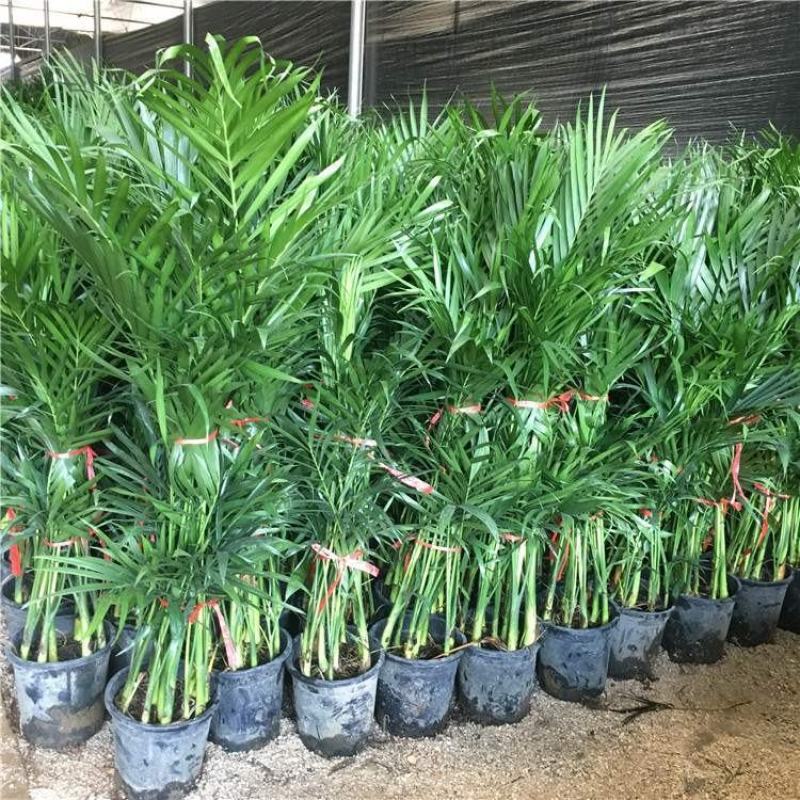 散尾葵凤尾竹盆栽室内客厅吸甲醛植物四季长青大型绿植花卉