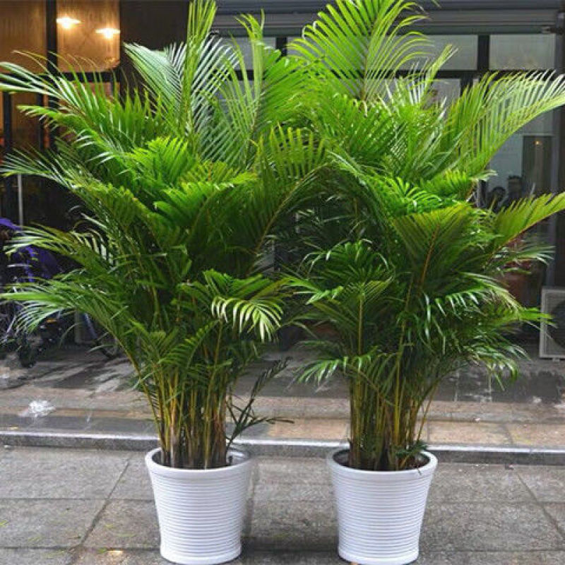 散尾葵凤尾竹盆栽室内客厅吸甲醛植物四季长青大型绿植花卉