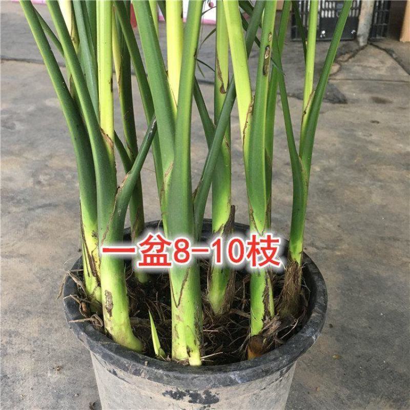 散尾葵凤尾竹盆栽室内客厅吸甲醛植物四季长青大型绿植花卉