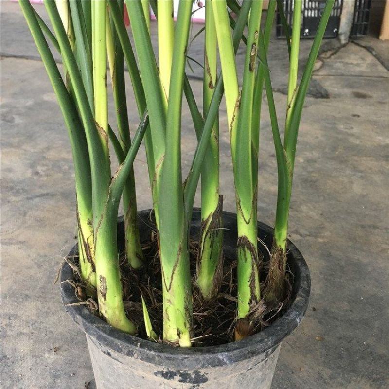散尾葵凤尾竹盆栽室内客厅吸甲醛植物四季长青大型绿植花卉