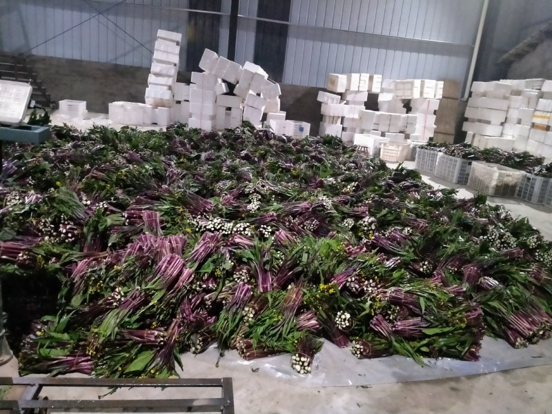 精品红菜苔大量有货欢迎实地考察支持视频看货欢迎联系