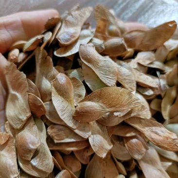 五角枫籽：绿化种子，还可以加工食品油