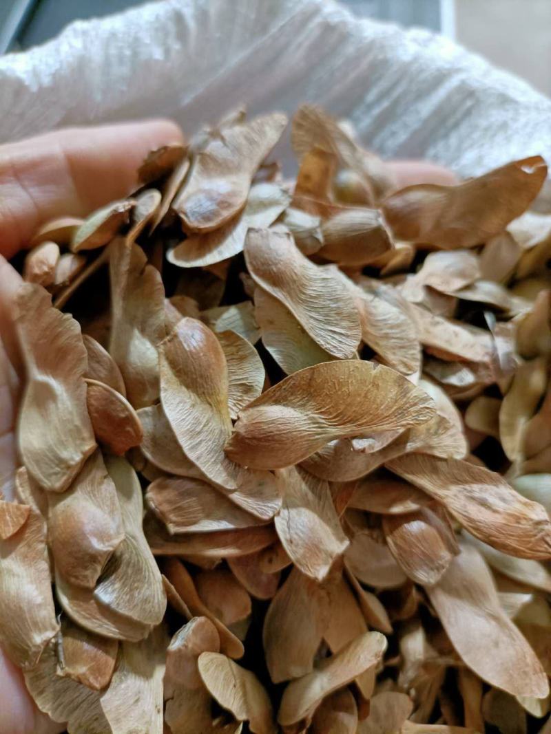五角枫籽：绿化种子，还可以加工食品油