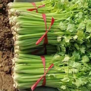 精品西芹，铁杆芹菜热卖中，欢迎各位老板们前来订购