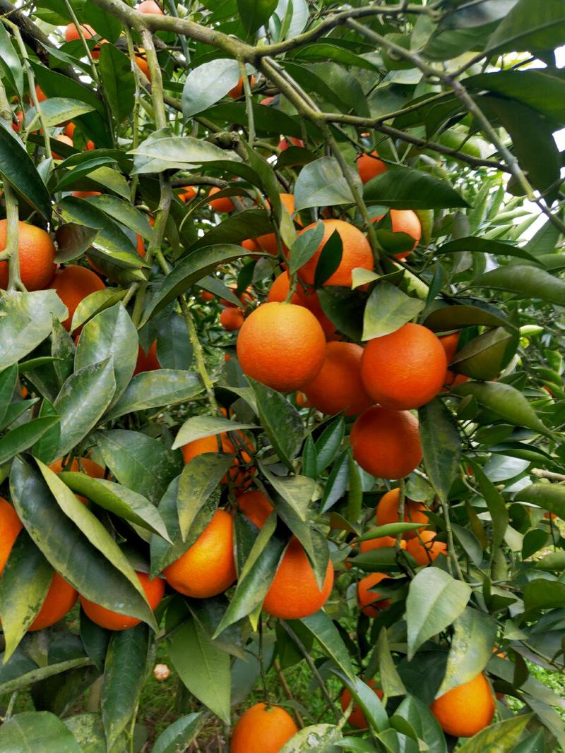大量上市血橙产地直供品相好现看现摘保证水分耐运输对接全国