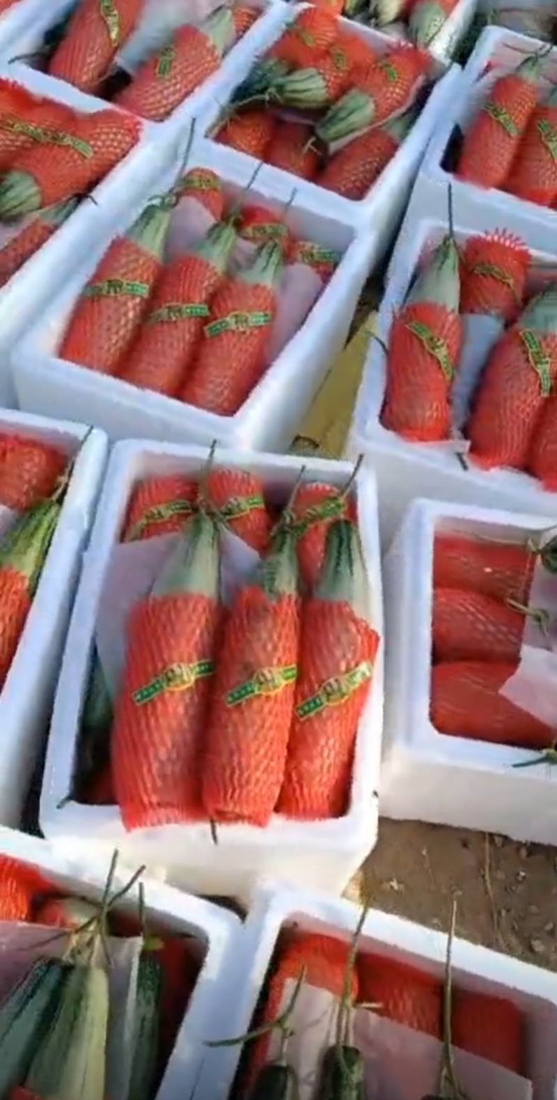 精品羊角蜜甜瓜山东潍坊羊角蜜种植基地供应电商、批发
