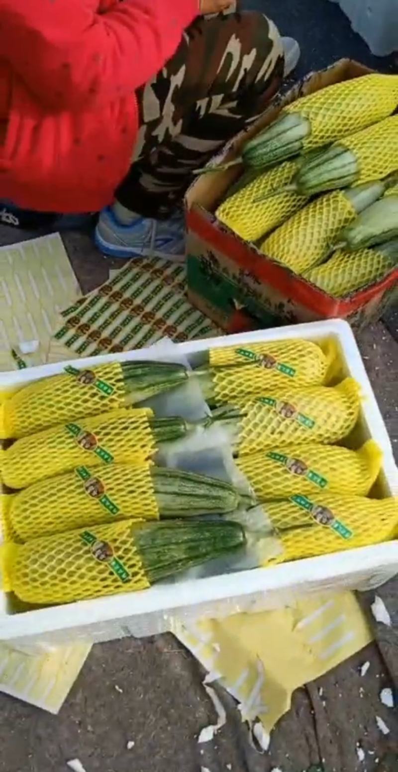 精品羊角蜜甜瓜山东潍坊羊角蜜种植基地供应电商、批发