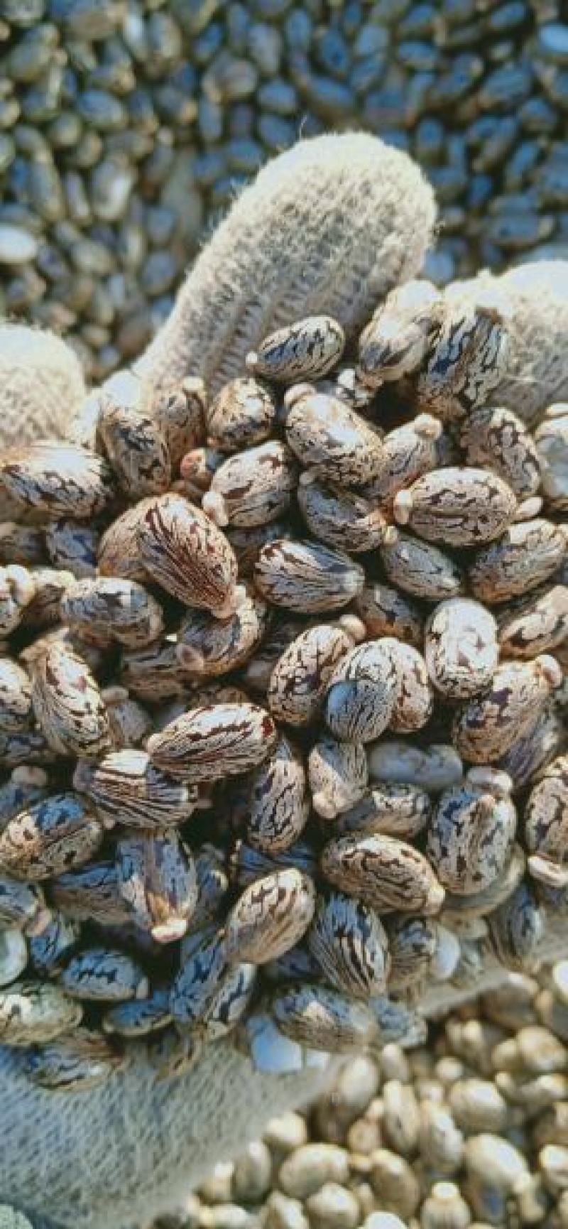 蓖麻种子：可做种子：还可以加工油