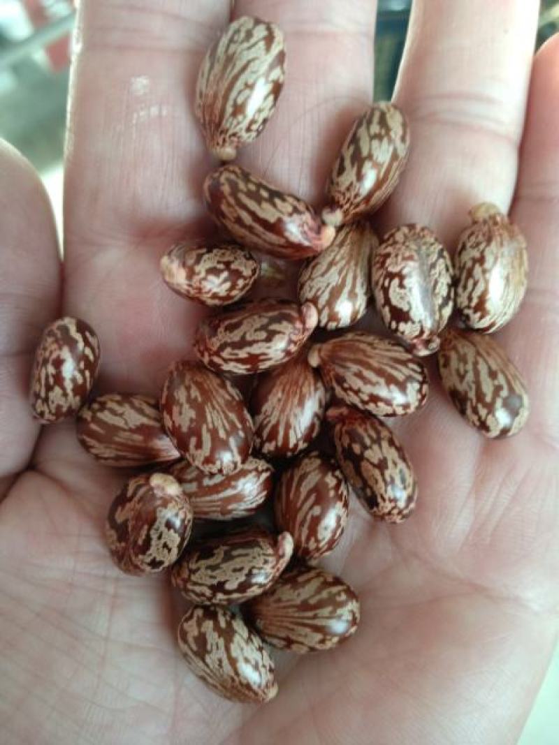蓖麻种子：可做种子：还可以加工油