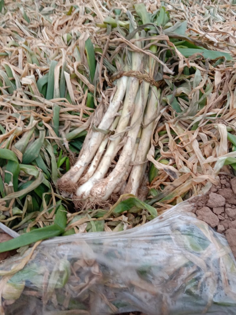 焦作优质大葱，有意者联系