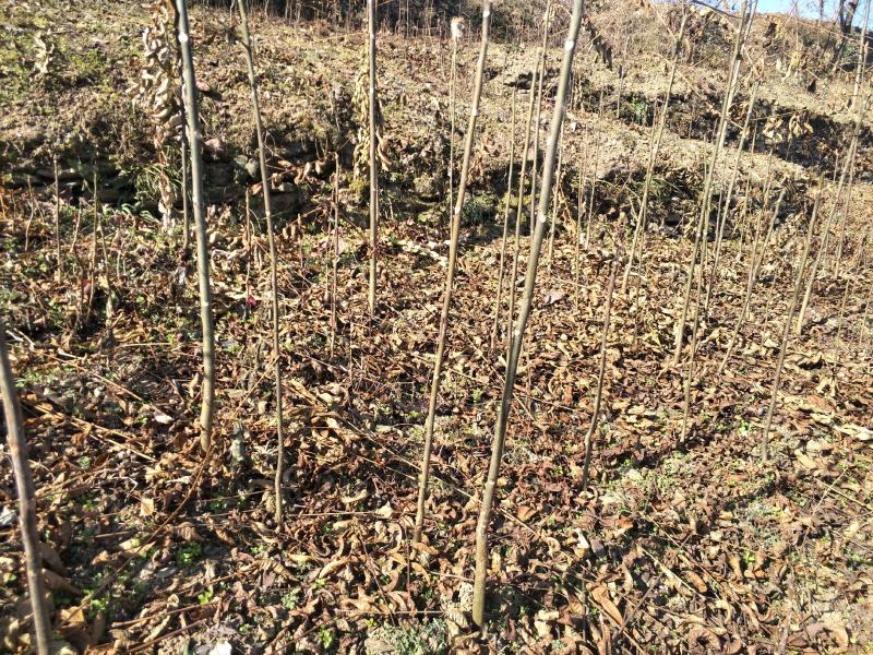 香椿苗红油香椿苗陕西秦岭深山香椿苗