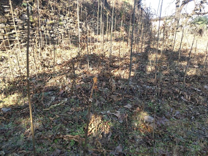 香椿苗红油香椿苗陕西秦岭深山香椿苗