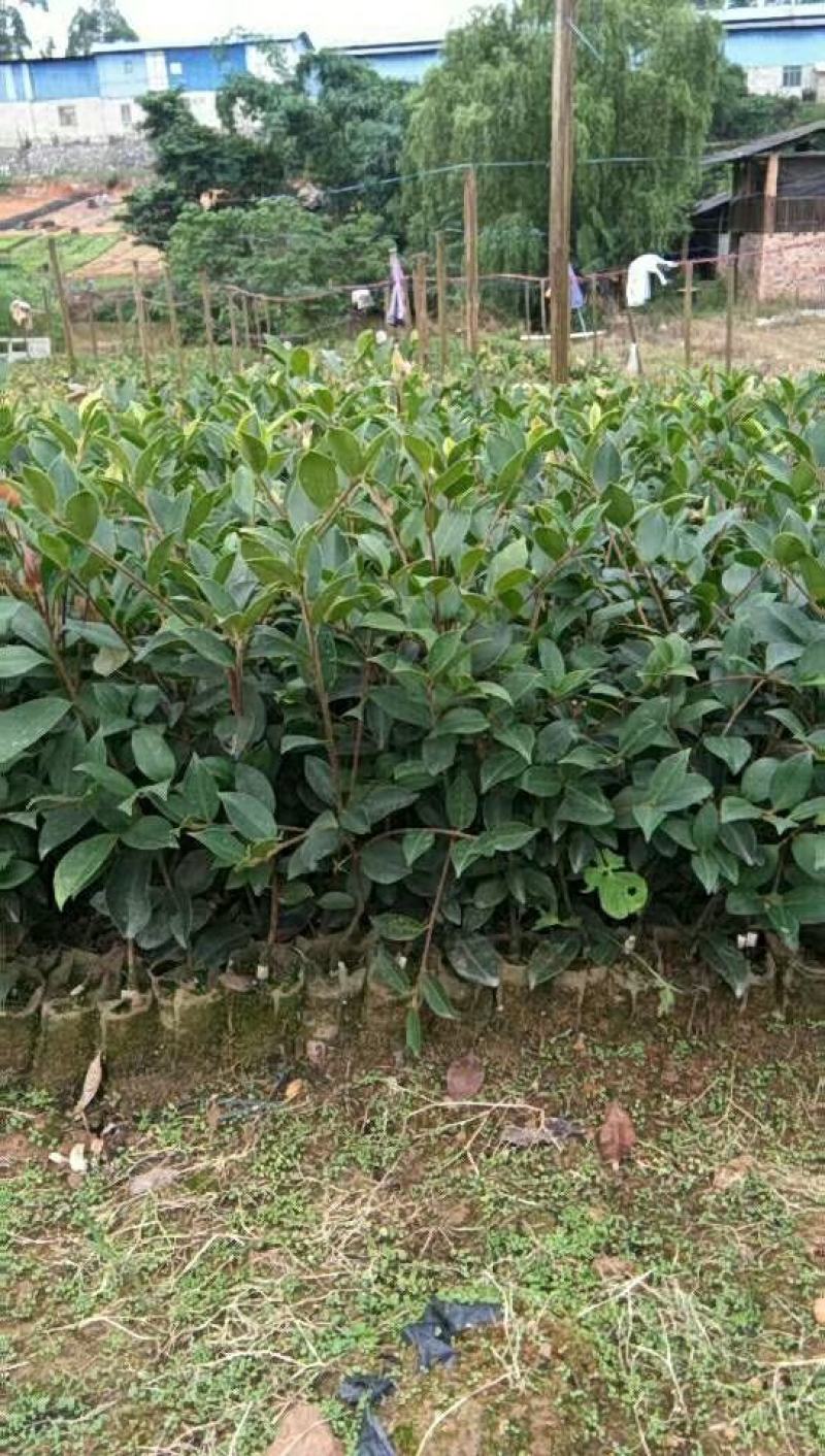 广西林科院良种油茶苗油茶籽苗西南地区油茶苗
