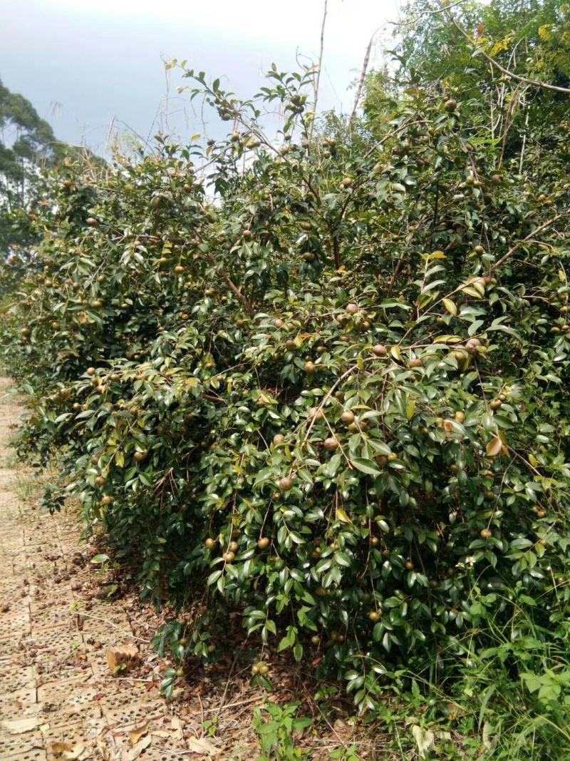 广西林科院良种油茶苗油茶籽苗西南地区油茶苗