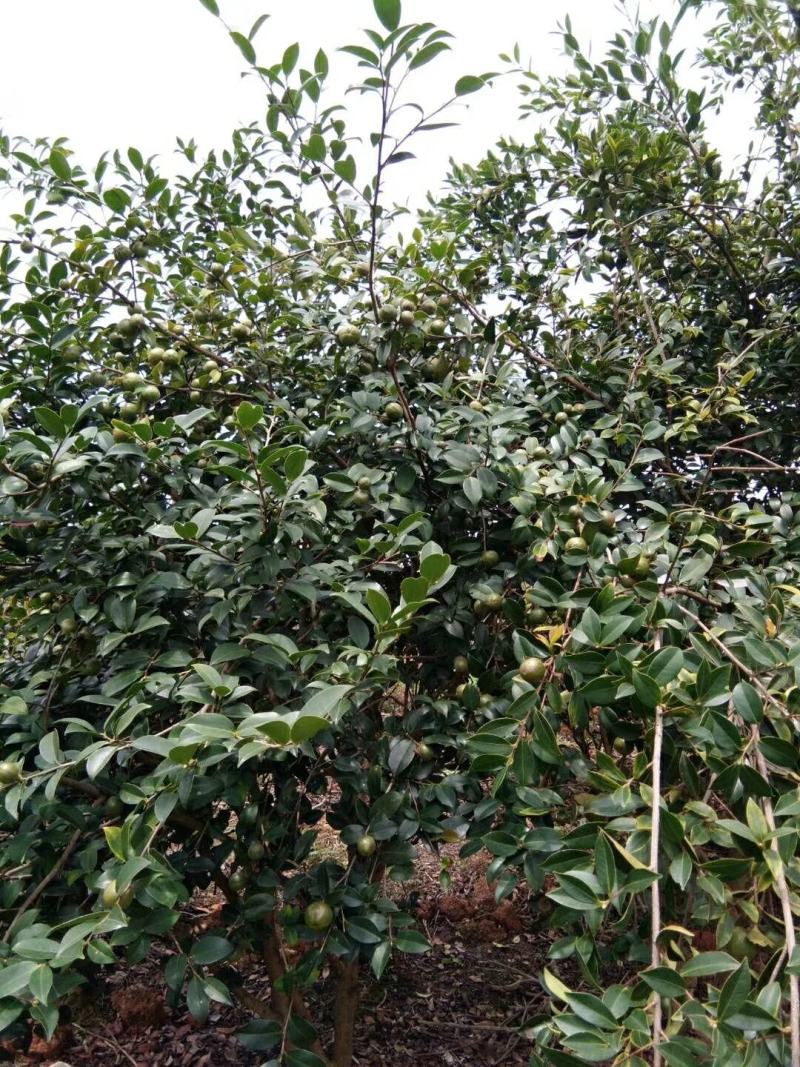 广西林科院良种油茶苗油茶籽苗西南地区油茶苗
