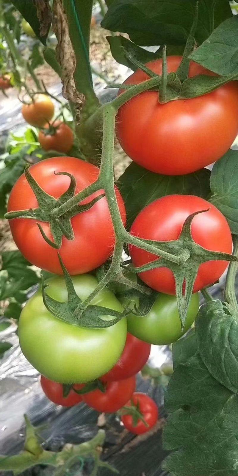 【荐】西红柿苗硬粉大红普罗旺斯精品高产生长型种苗视频看货