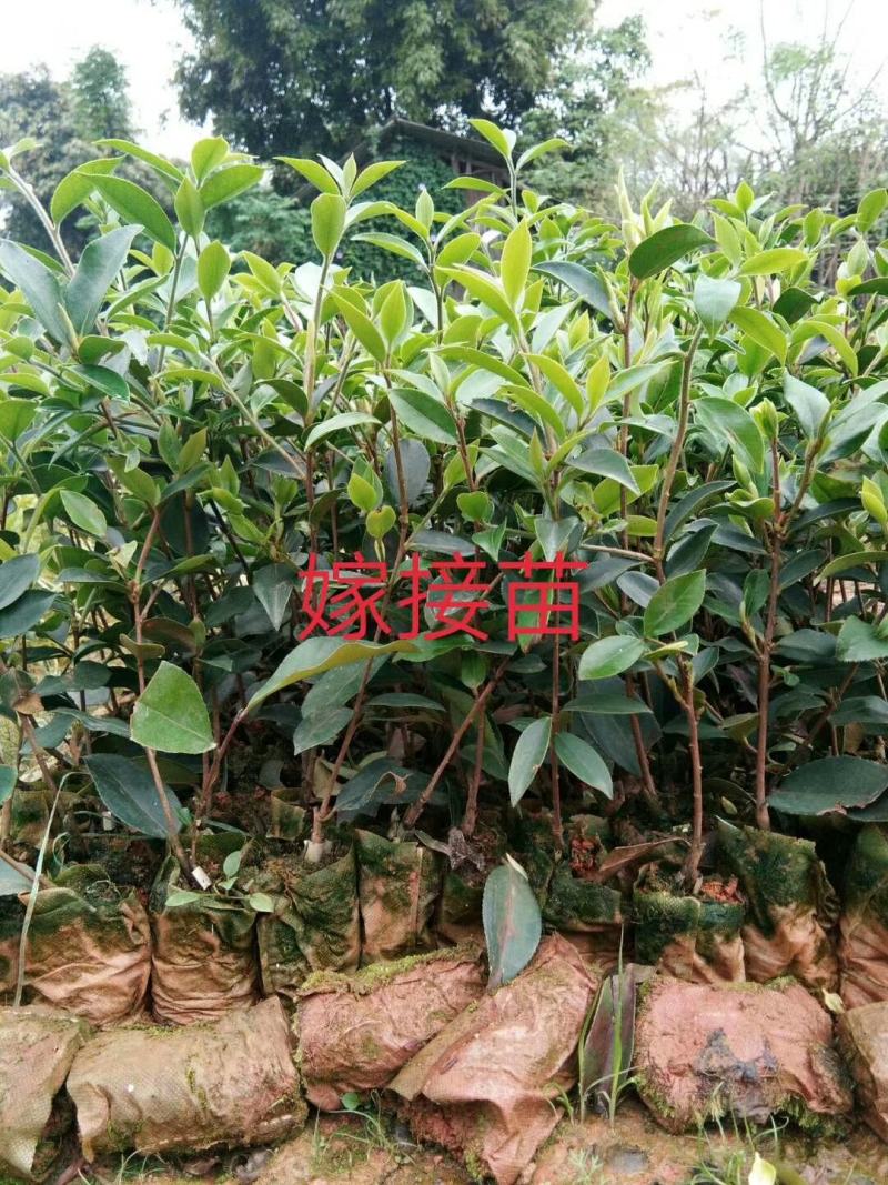 广西林科院良种油茶苗油茶籽苗西南地区油茶苗