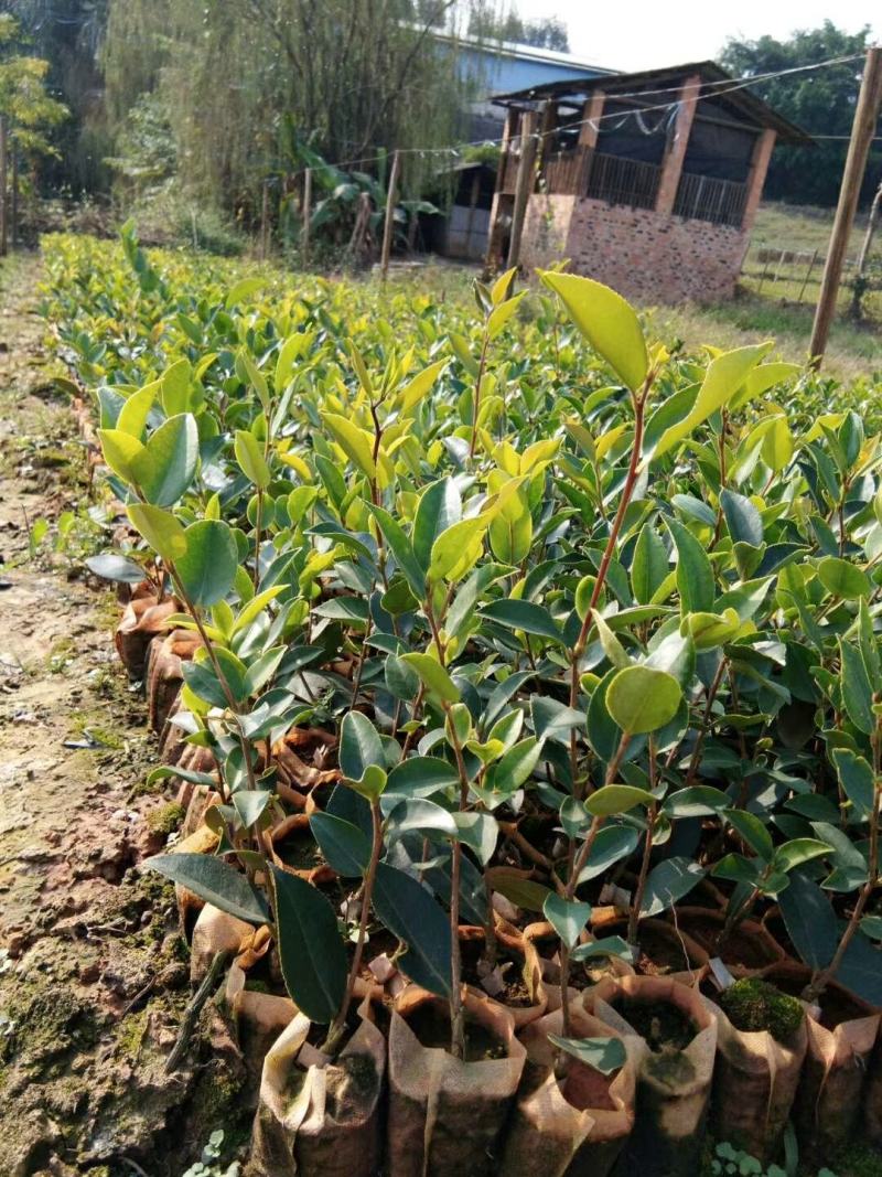 广西林科院良种油茶苗油茶籽苗西南地区油茶苗