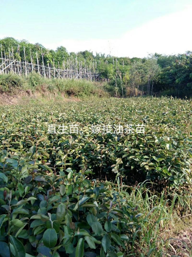 广西林科院良种油茶苗油茶籽苗西南地区油茶苗