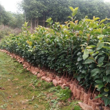 广西林科院良种油茶苗油茶籽苗西南地区油茶苗