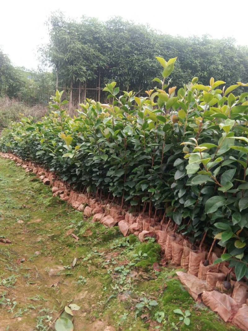 广西林科院良种油茶苗油茶籽苗西南地区油茶苗