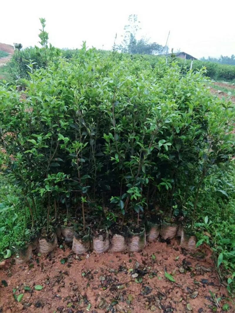 广西林科院良种油茶苗油茶籽苗西南地区油茶苗