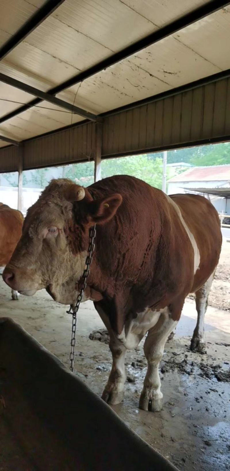 种牛肉牛种牛西门塔尔种牛包技术包回收包送货