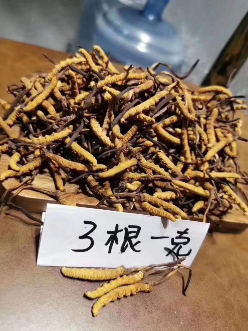 冬虫夏草玉树产，礼盒包装，一件代发，全国包邮，量大从优！