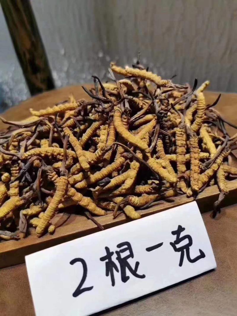 冬虫夏草玉树产，礼盒包装，一件代发，全国包邮，量大从优！
