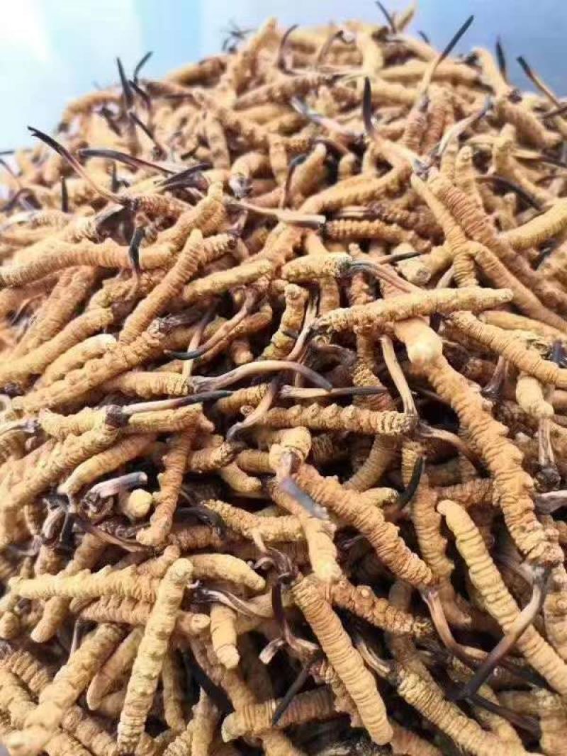 冬虫夏草玉树产，礼盒包装，一件代发，全国包邮，量大从优！