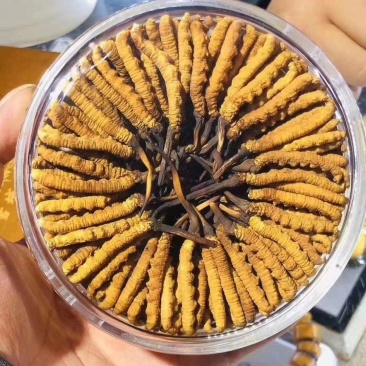 冬虫夏草玉树产，礼盒包装，一件代发，全国包邮，量大从优！