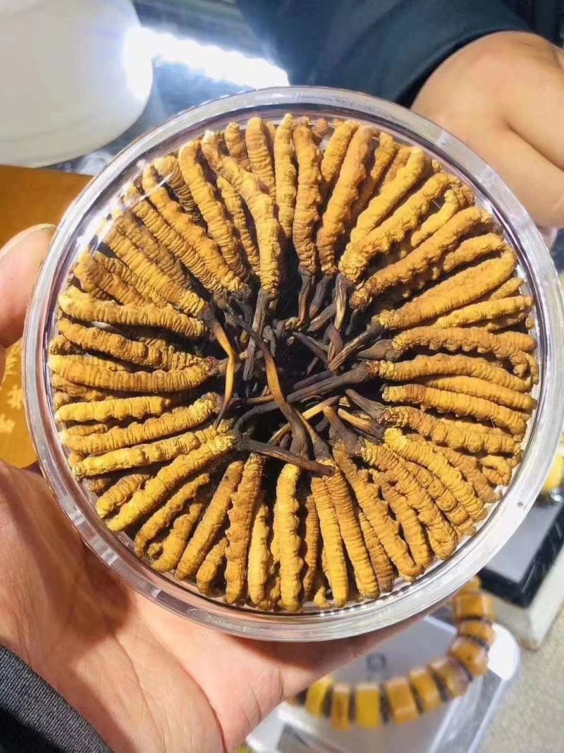 冬虫夏草玉树产，礼盒包装，一件代发，全国包邮，量大从优！