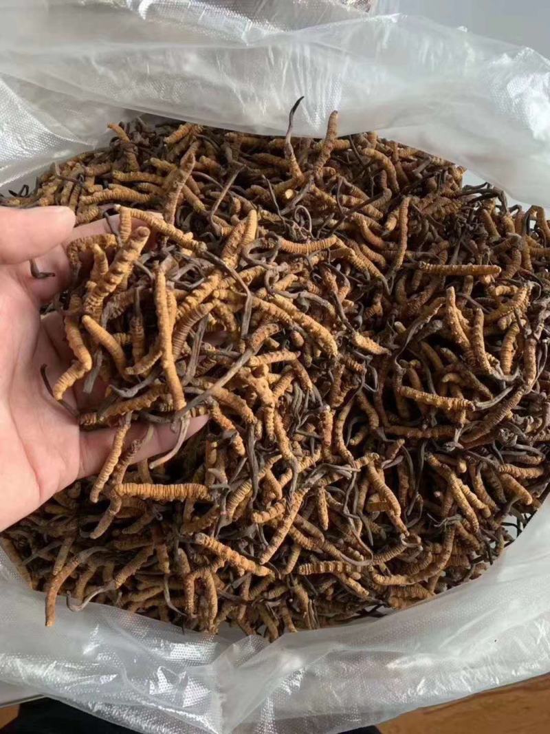 冬虫夏草玉树产，礼盒包装，一件代发，全国包邮，量大从优！