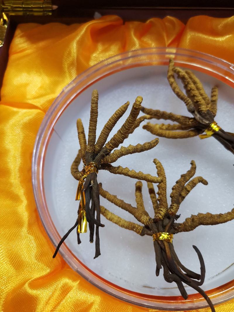 冬虫夏草玉树产，礼盒包装，一件代发，全国包邮，量大从优！