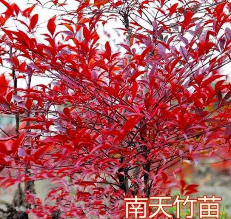 南天竹红叶南天竹【速生生长速度快】耐寒耐旱成活率高