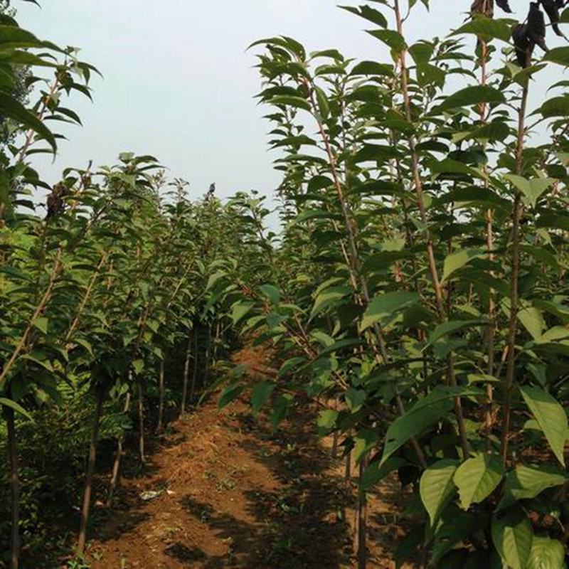 樱花苗樱花树苗庭院日本樱花树苗嫁接早樱晚樱樱花苗