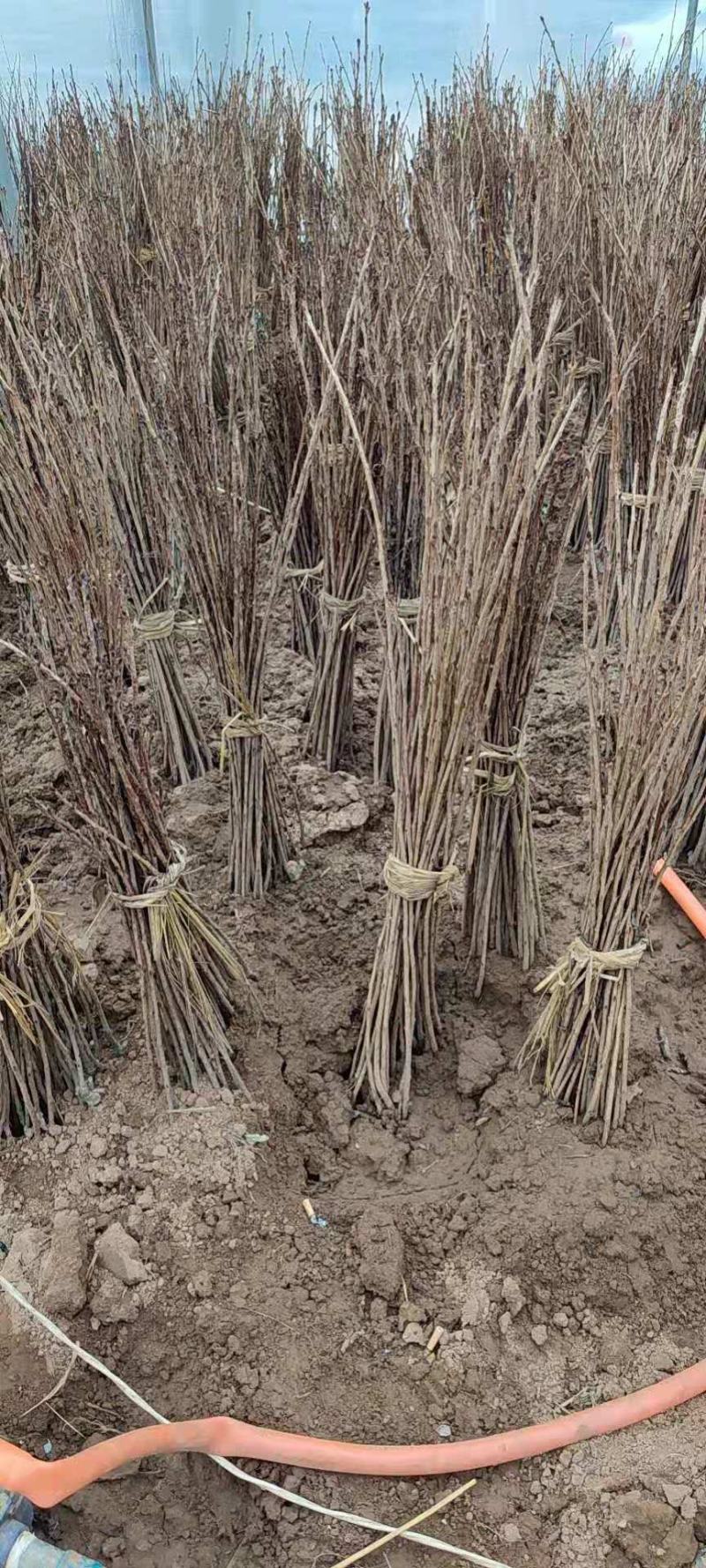 樱花苗樱花树苗庭院日本樱花树苗嫁接早樱晚樱樱花苗