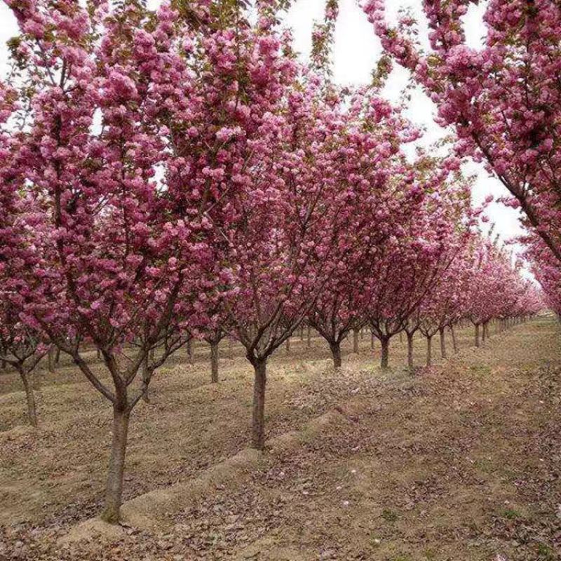 樱花苗樱花树苗庭院日本樱花树苗嫁接早樱晚樱樱花苗