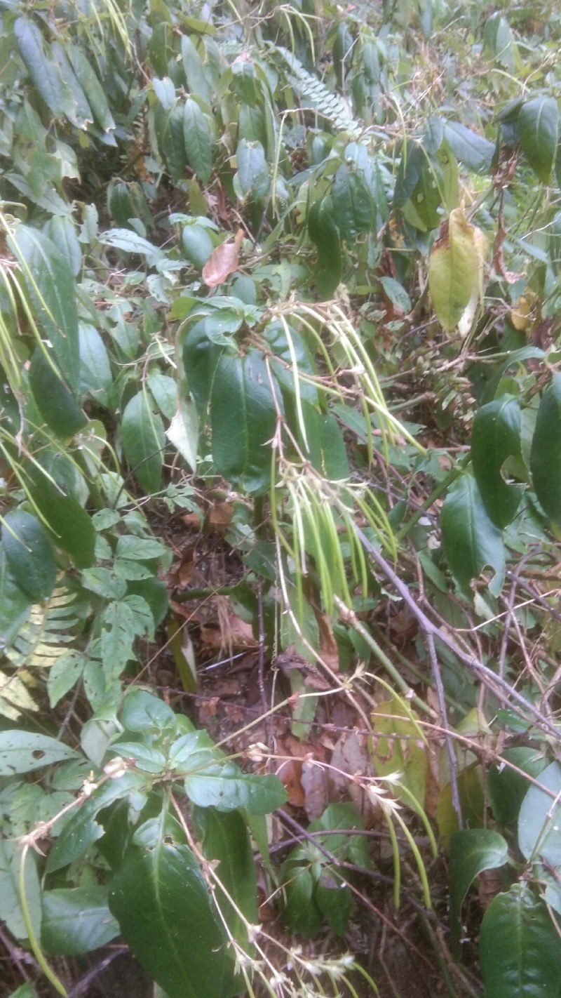 野生中药材石吊兰，