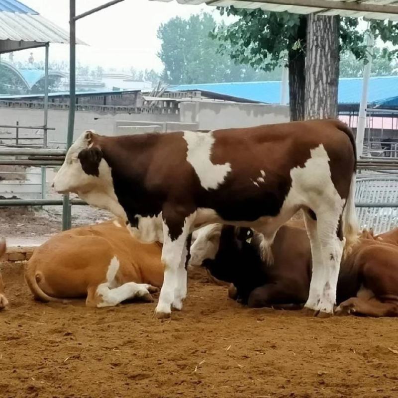 牛犊黄牛犊肉牛犊免费送货，货到付款。包技术，包成活