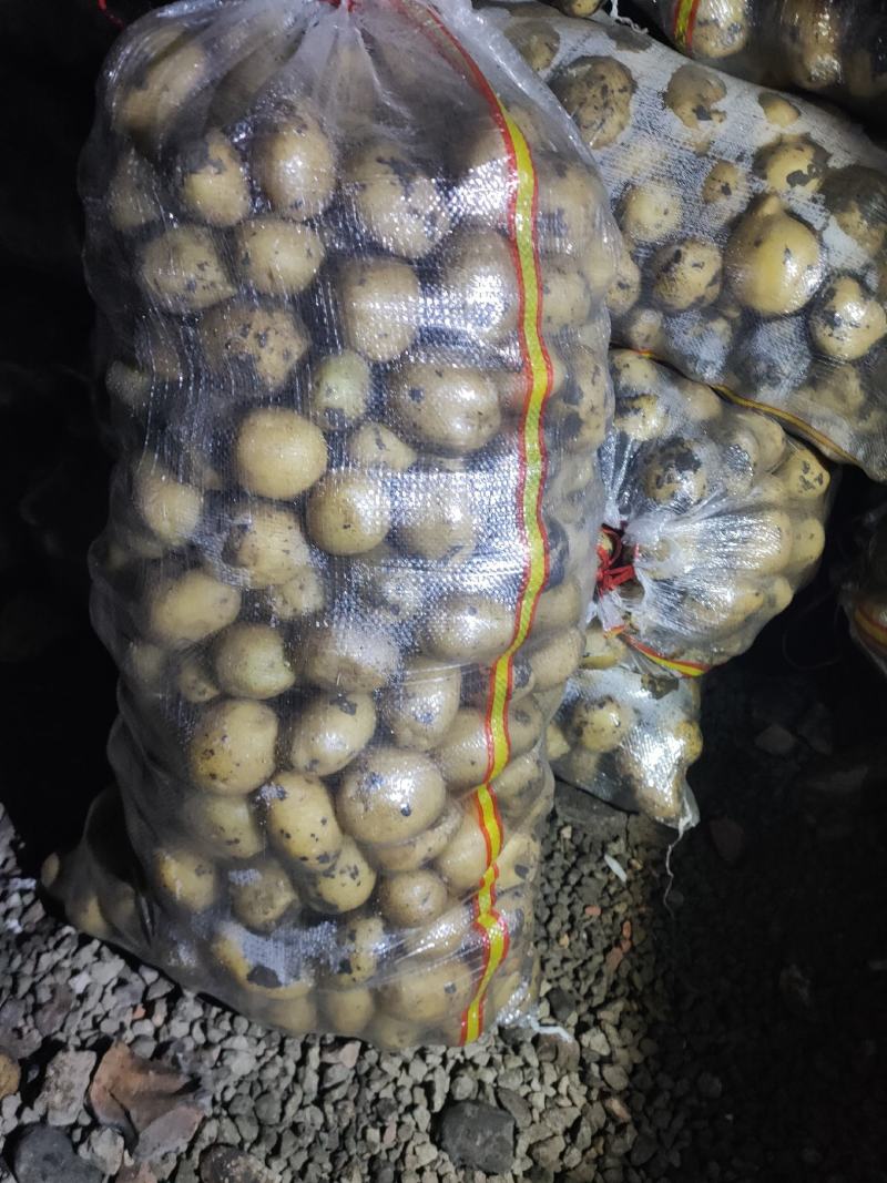 小薯123两，种类齐全，黄皮黄心，可以干洗,尤金，兴佳…