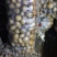小薯123两，种类齐全，黄皮黄心，可以干洗,尤金，兴佳…