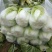 短棵黄心白菜，囗感好