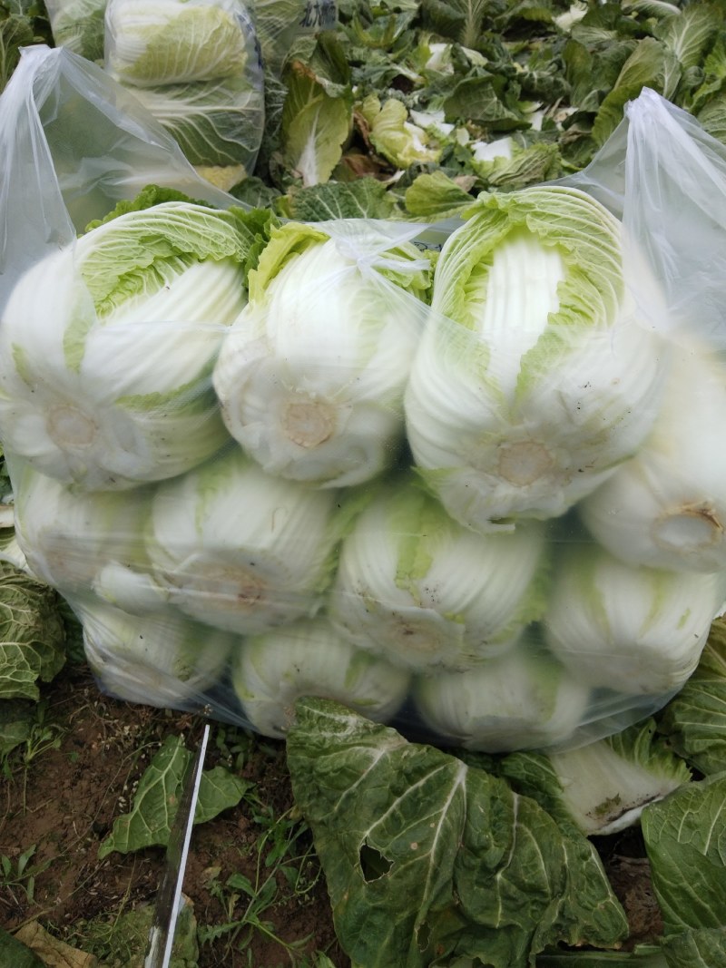 短棵黄心白菜，囗感好