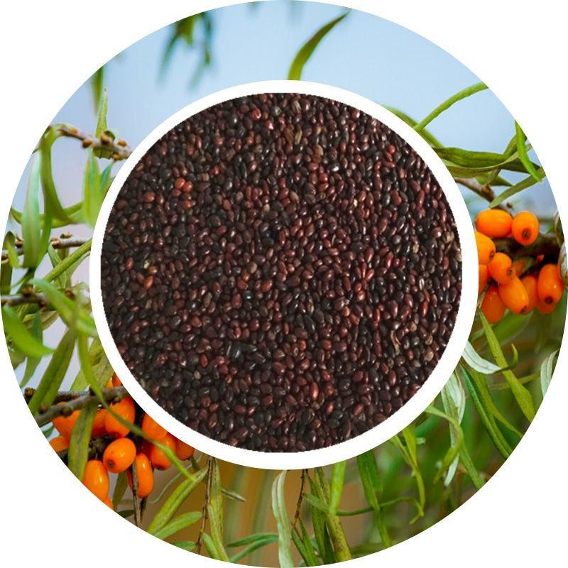 水果药材种子沙棘种子带刺植物沙枣醋柳黄酸刺酸刺沙棘树种籽